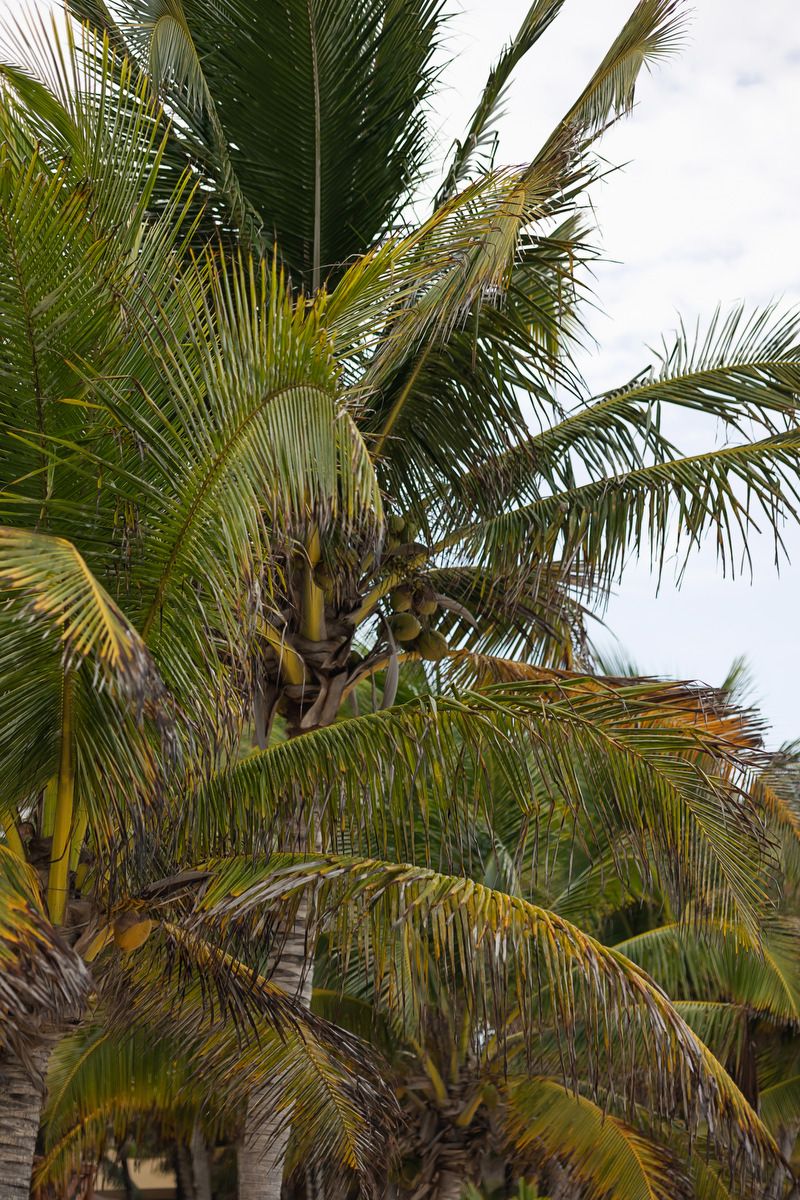Lush tropical coconut palm trees with green fronds swaying against a cloudy sky in a warm climate.