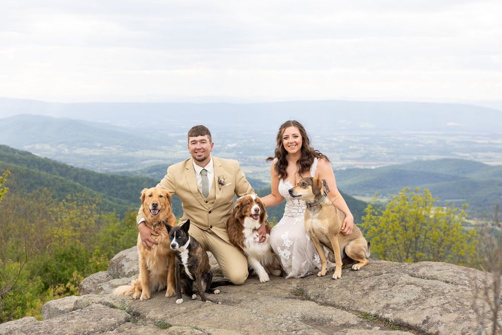Bride and groom pose with four dogs on a rocky mountain overlook with scenic valley views on their wedding day.
