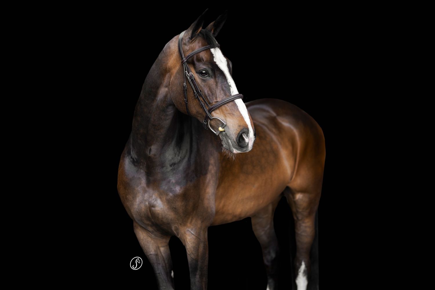 Elegant white horse posed against black background, head turned gracefully, captured in stunning monochrome by Sarah Schemers Photography.