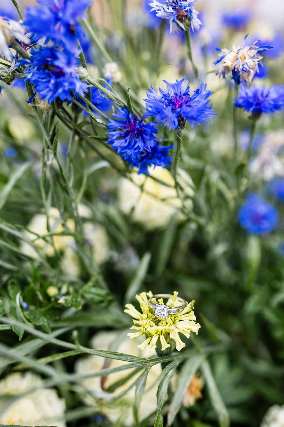 Diamond engagement ring resting on a yellow flower among vibrant blue cornflowers in a garden setting.