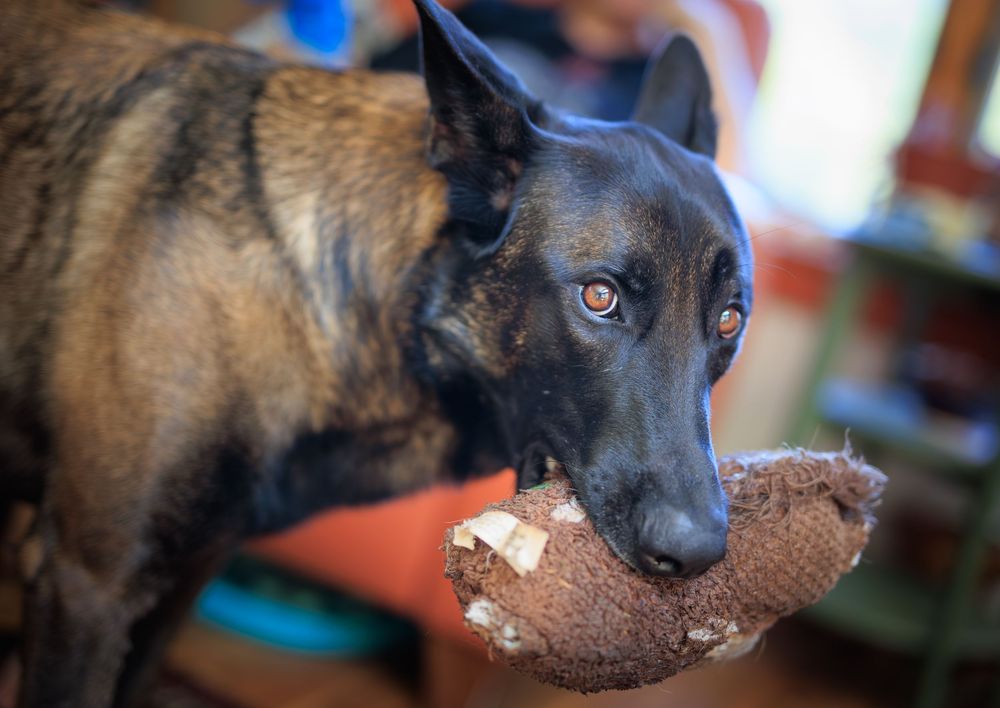 A Belgian Malinois dog chewing on a worn stuffed animal toy, close-up portrait.