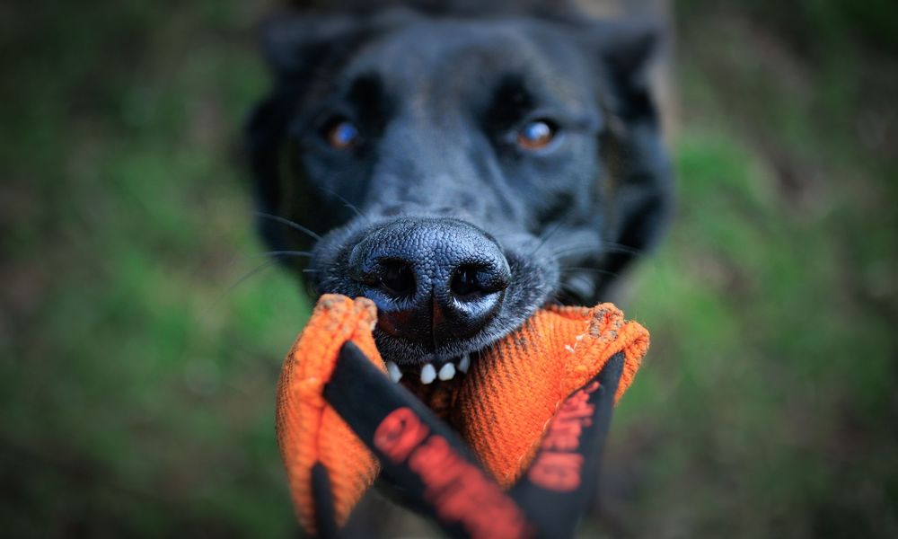 Black Labrador dog holding an orange rope toy in its mouth outdoors on green grass.