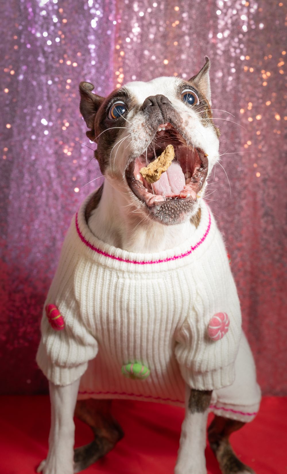A Boston Terrier dog wearing a white holiday sweater with candy cane decorations, mouth open wide, against a pink glittery background.