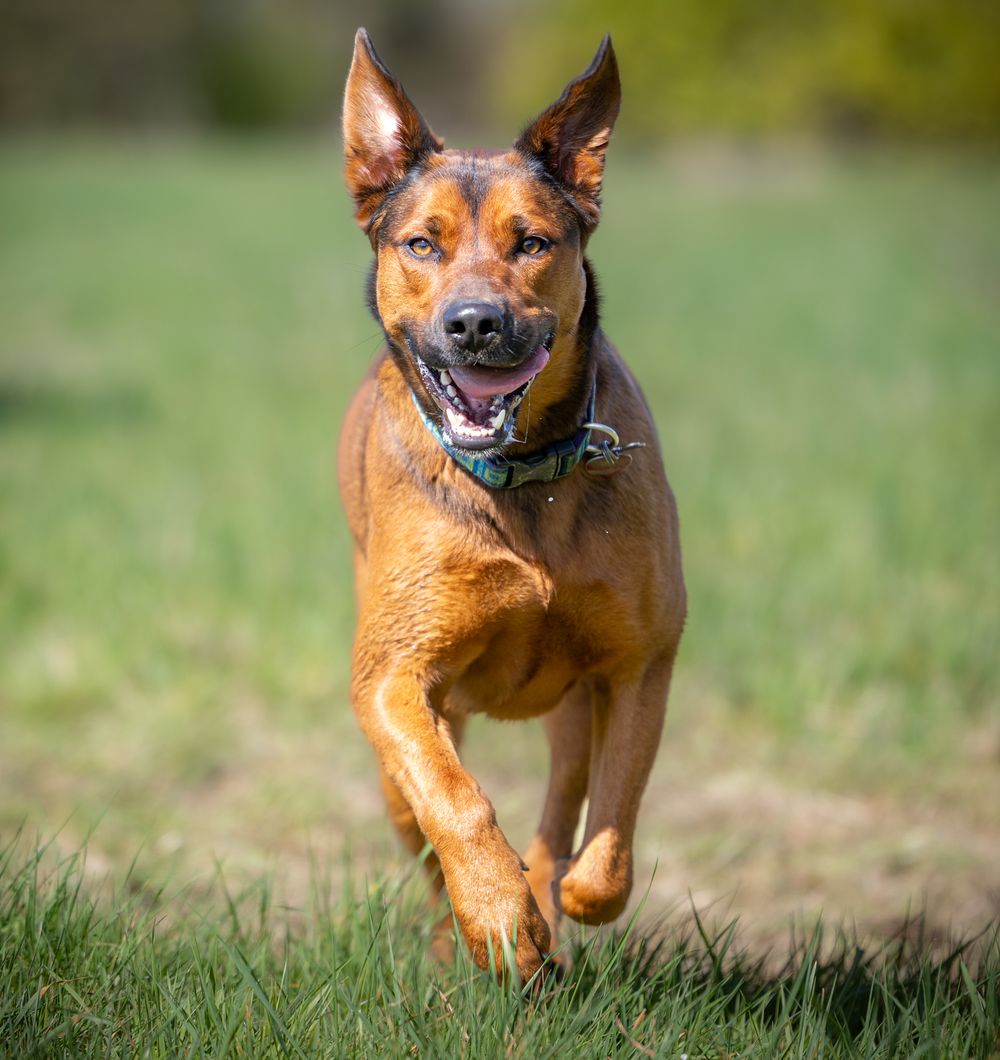 A happy brown dog running energetically across a green grassy field with mouth open and ears up.