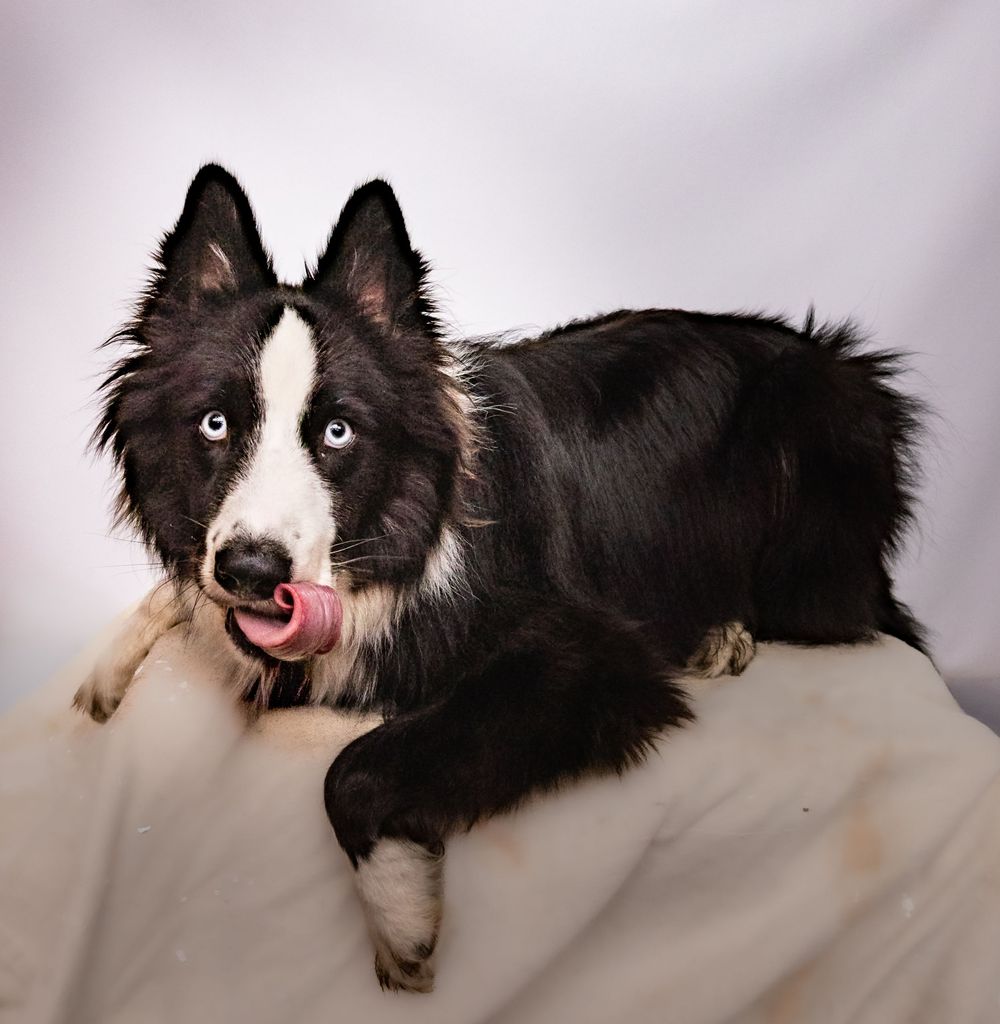 Black and white Border Collie with striking blue eyes licking its nose while lying on a gray blanket.