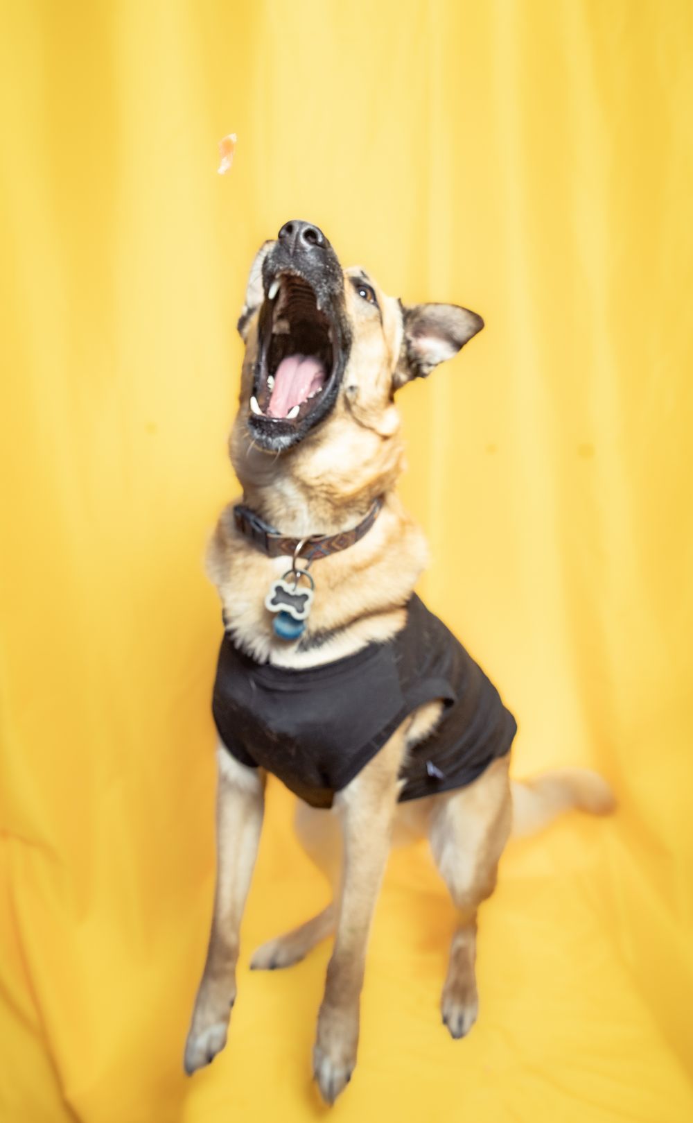 A dog wearing a black vest and collar catches a treat mid-air against a bright yellow background.