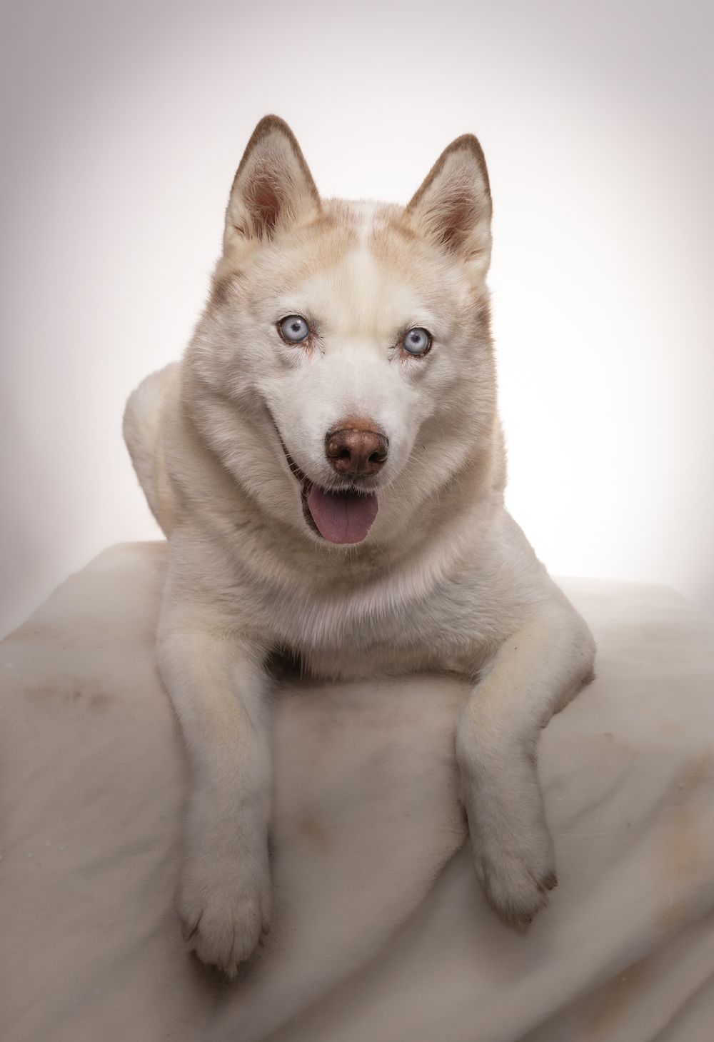 White Siberian Husky with striking blue eyes lying down, mouth open in a smile, photographed against a light background.