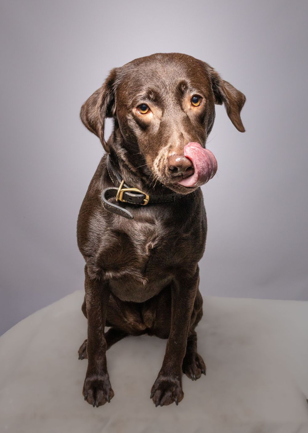 Chocolate Labrador Retriever sitting upright, licking its nose, wearing a black collar, against a gray studio background.