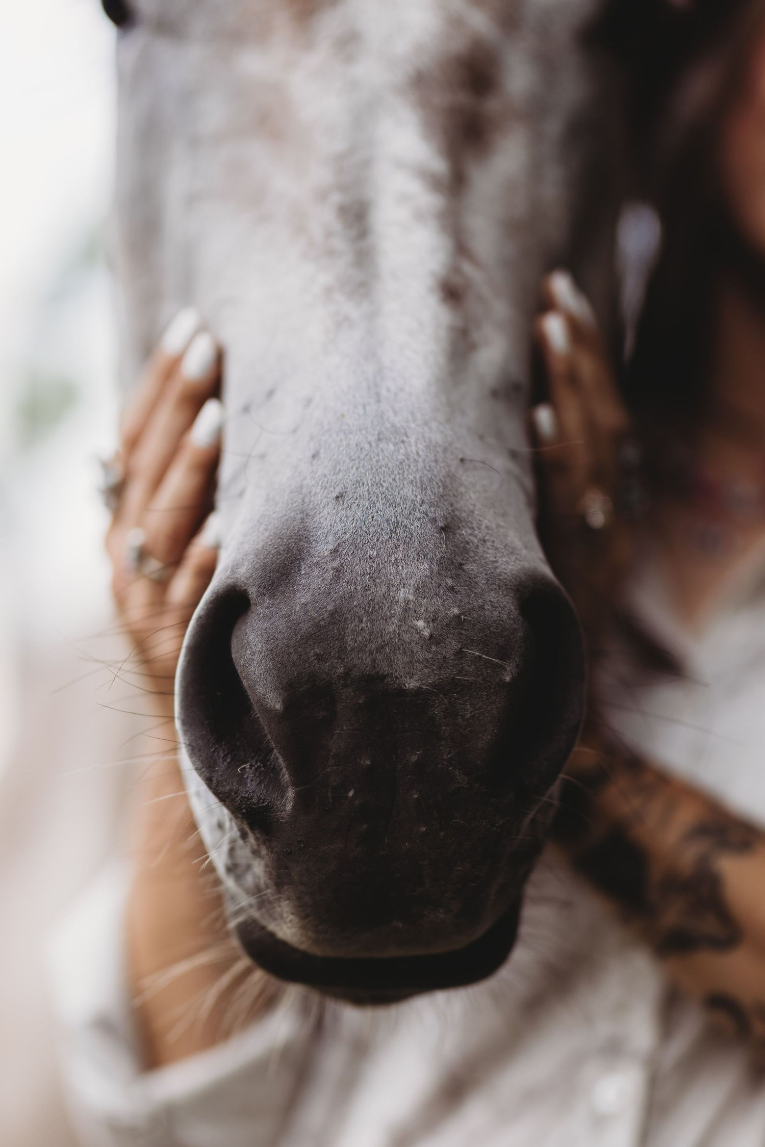 Close-up of a gray horse's muzzle being gently held by a tattooed woman's hands.