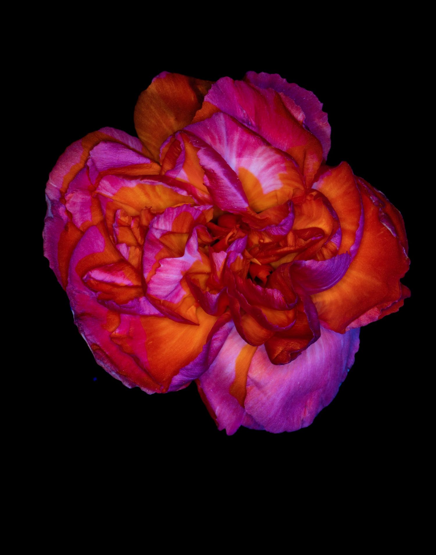 Vibrant pink and red carnation flower with ruffled petals on black background.
