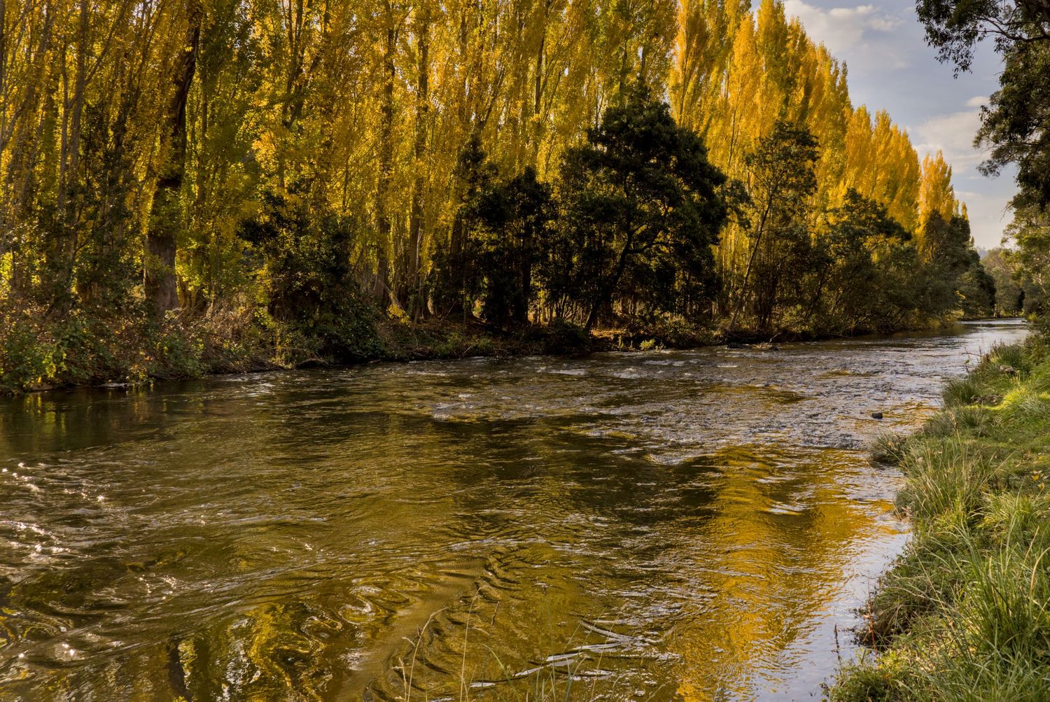 Golden autumn poplar trees reflected in a flowing river surrounded by lush green foliage.