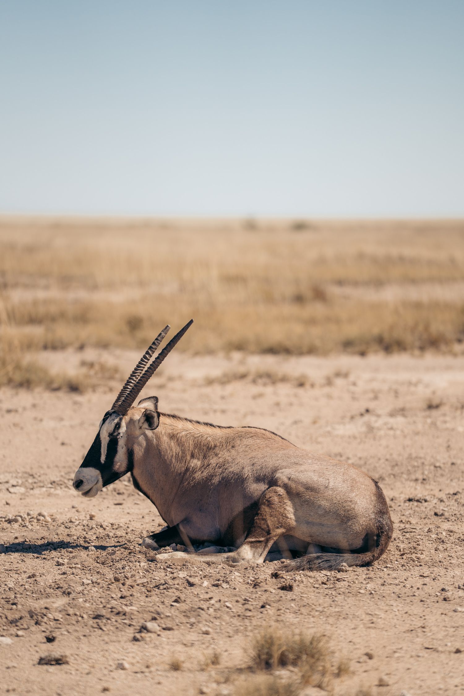 oryx couché en safari