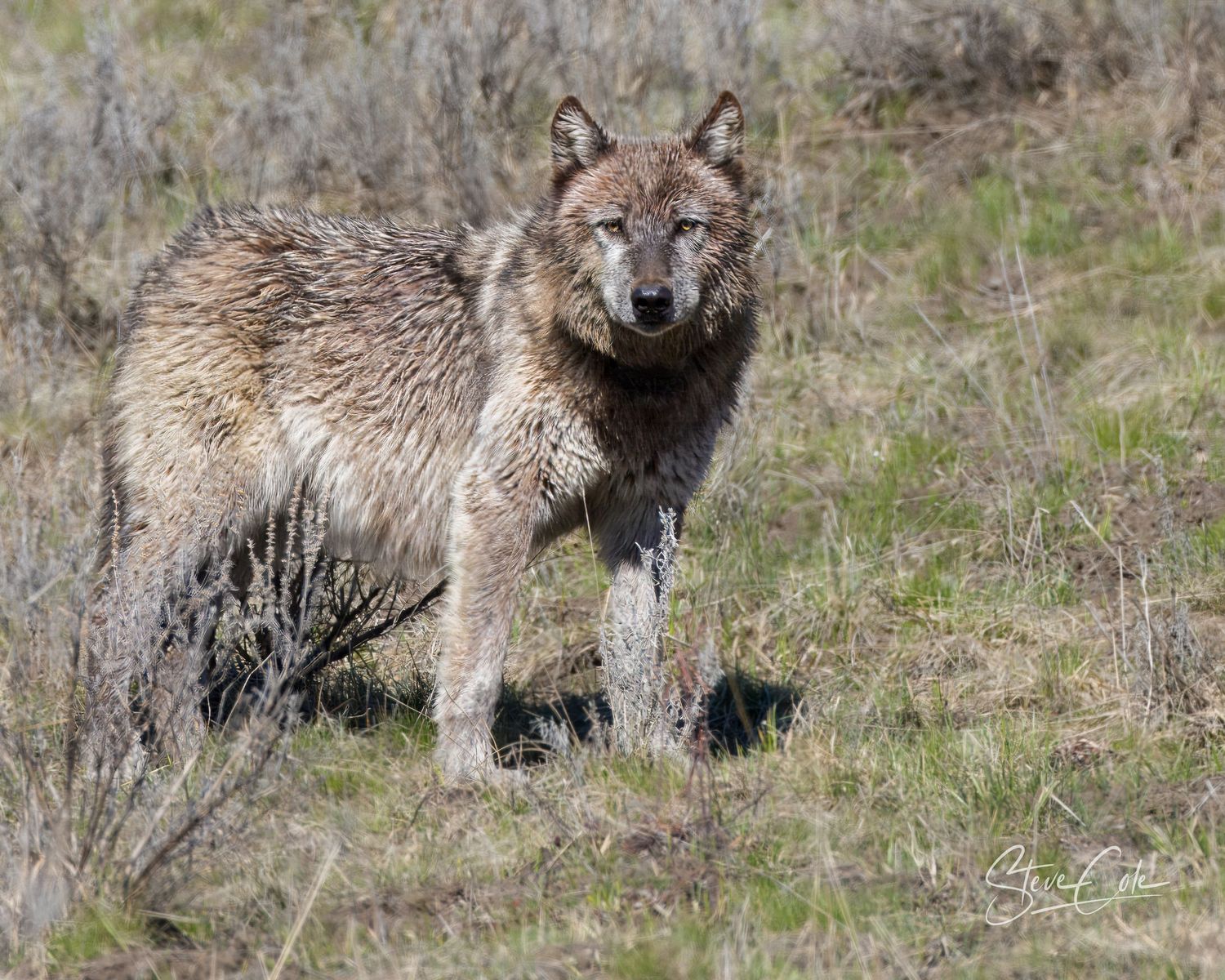 Wild gray wolf standing in an open grassy field looking directly forward, fine art wildlife photo by Steve Cole Photography.