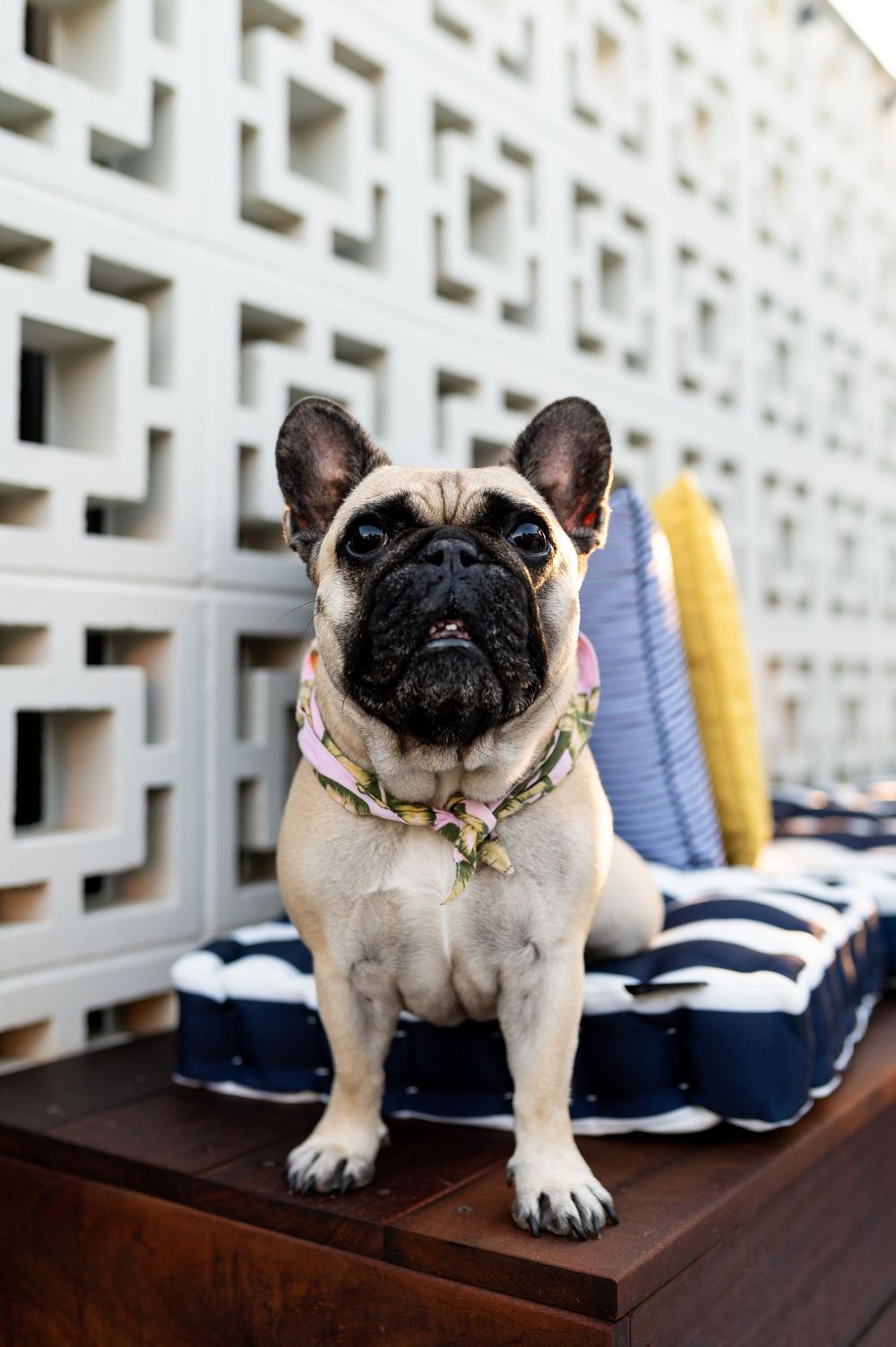 A fawn French Bulldog wearing a floral collar sits on a wooden bench beside striped cushions against a white lattice wall.