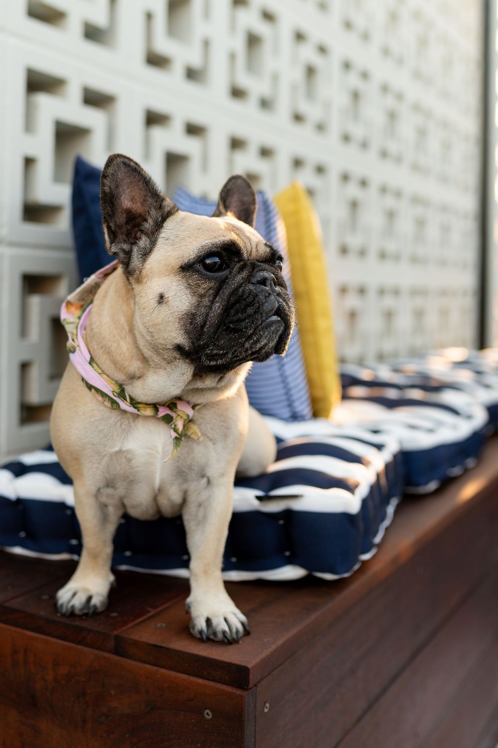 A fawn French Bulldog wearing a floral collar sits on a wooden bench with navy striped cushions and yellow pillows.