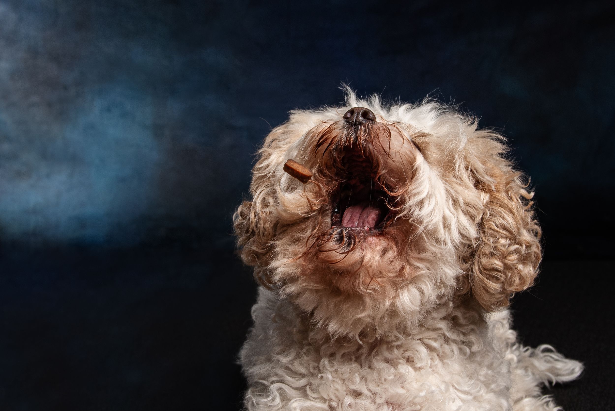 A fluffy tan Shih Tzu dog yawning with mouth wide open against a dark blue studio background.