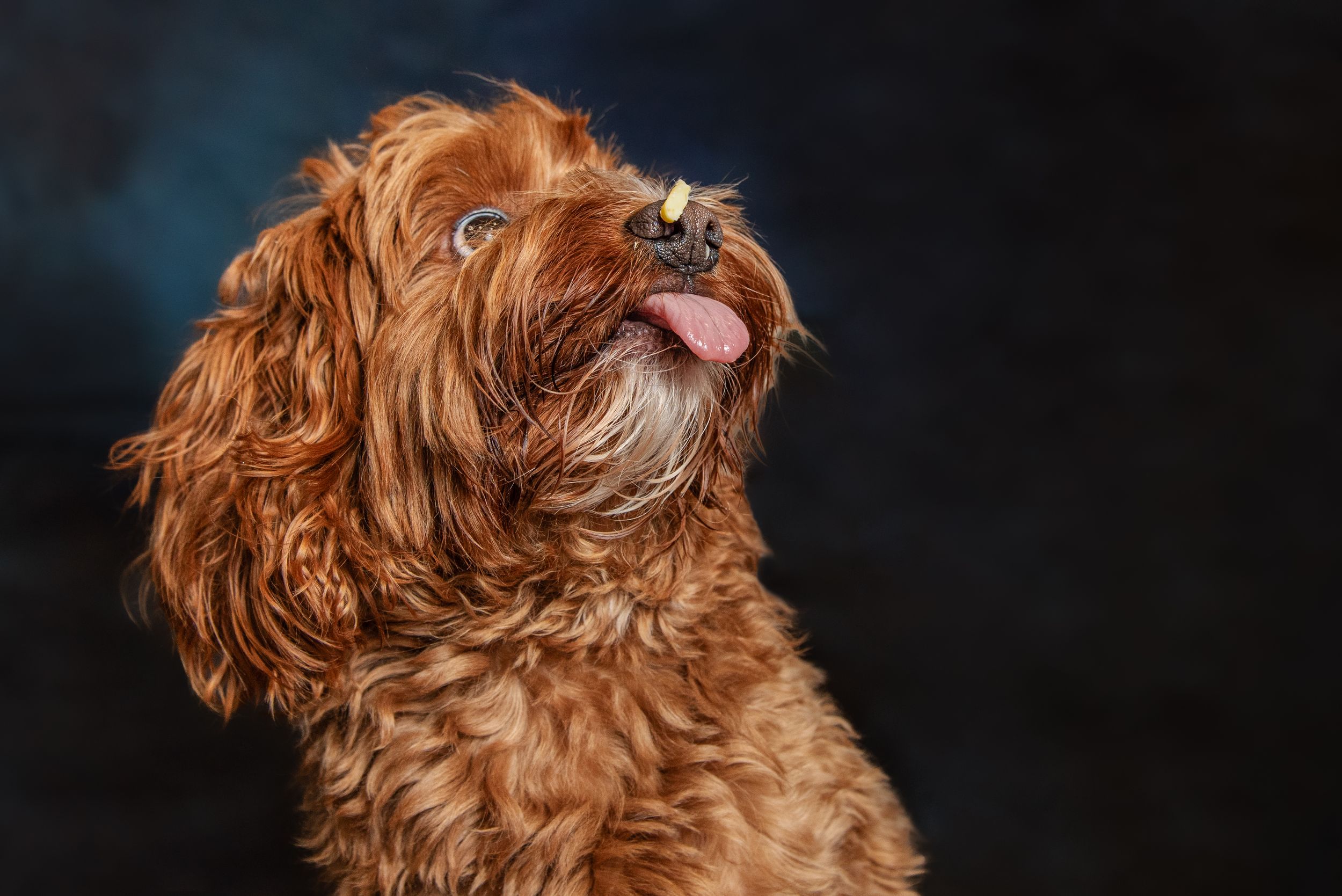A fluffy brown Cavapoo dog with tongue out poses against a dark background in a professional studio portrait.