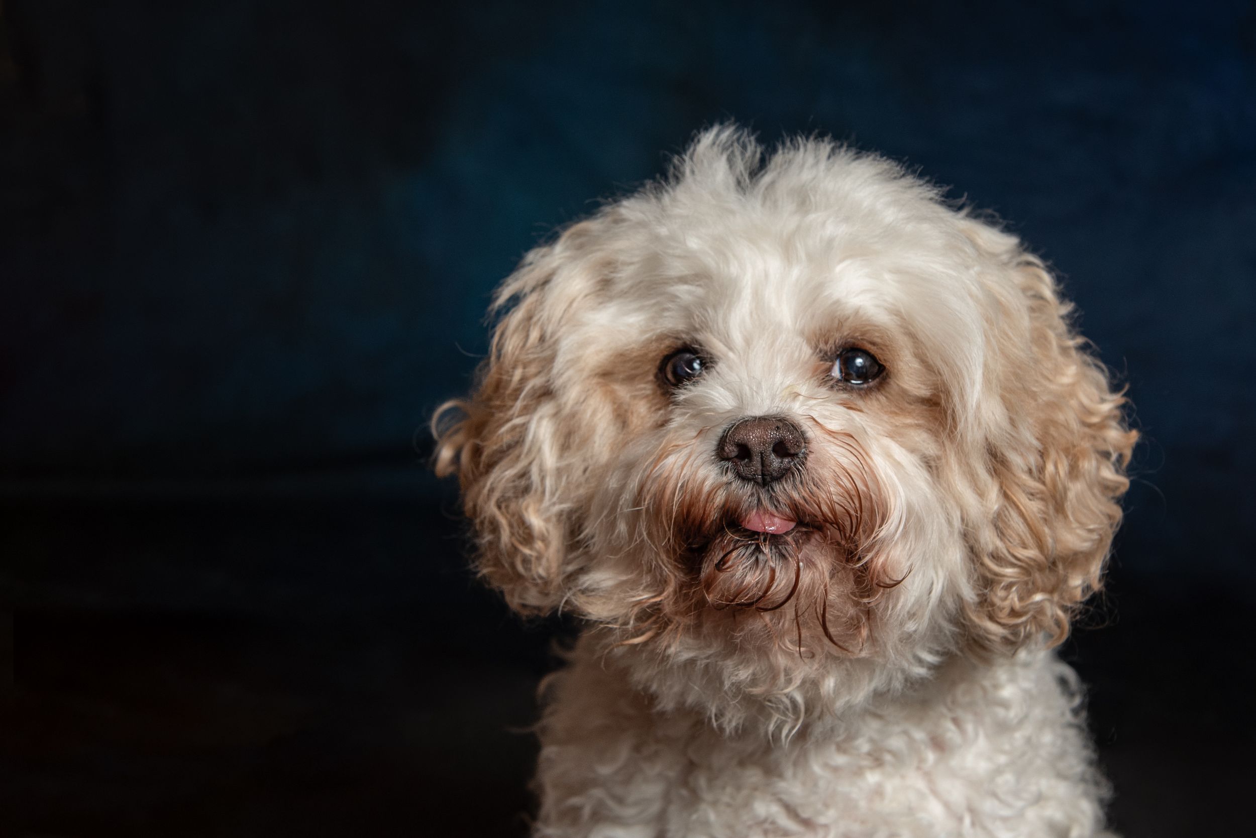 Adorable fluffy white Cavapoo dog with curly fur poses against a dark blue studio background.