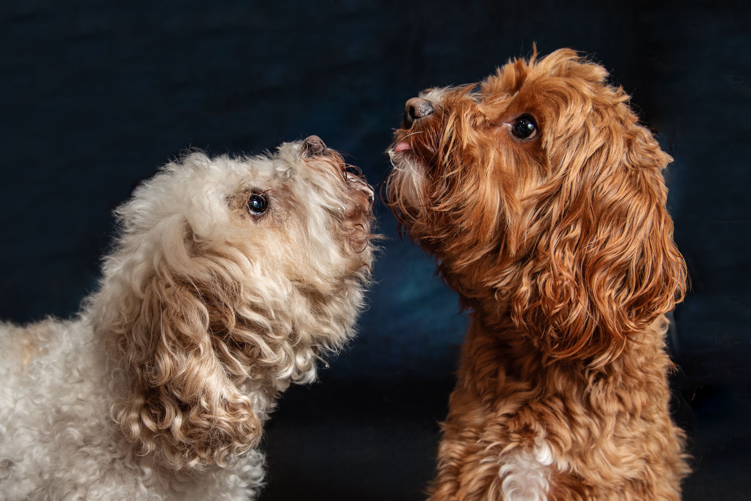 Two fluffy Cavapoo dogs, one white and one brown, facing each other against a dark background.