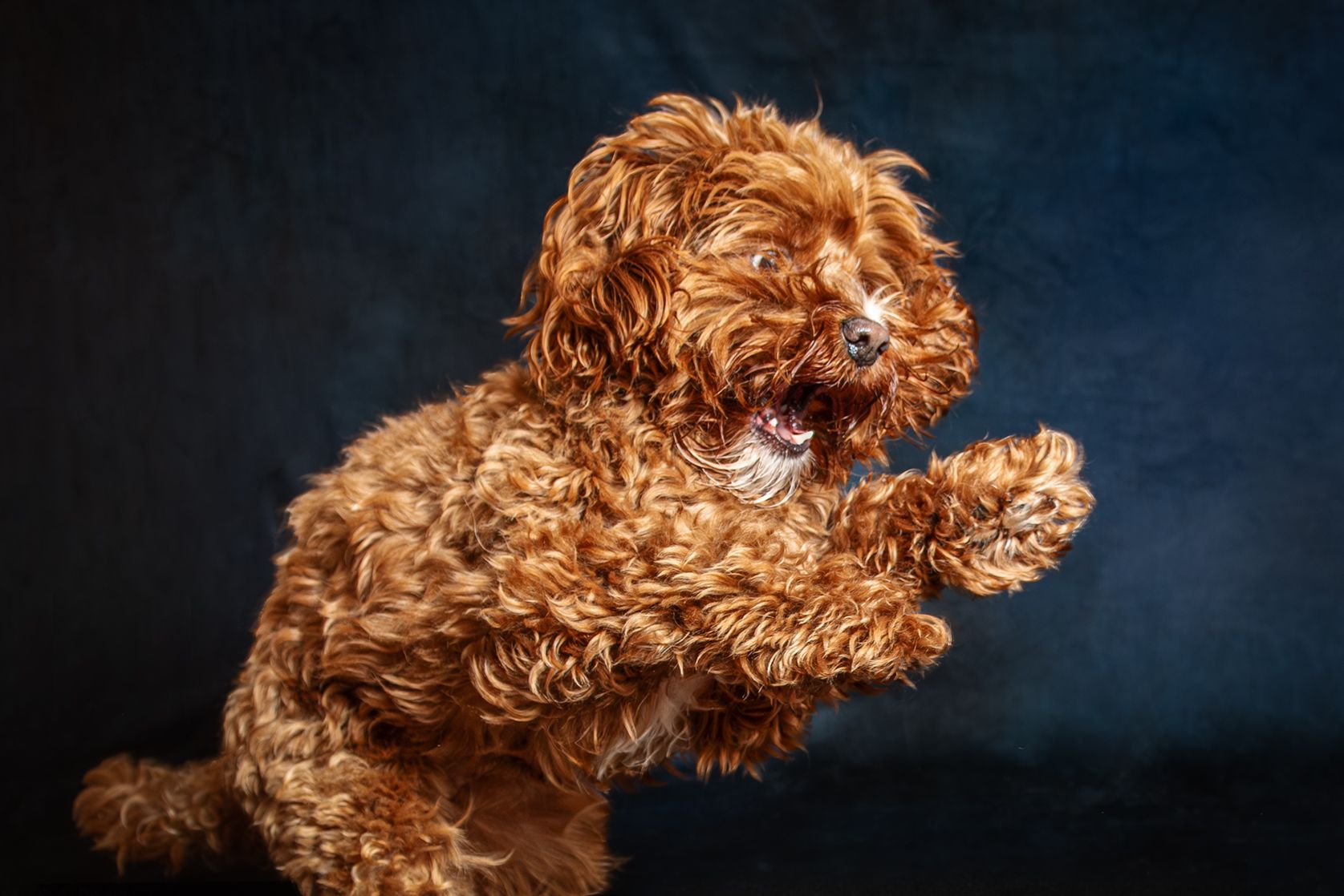 A fluffy red-brown Cavapoo puppy leaps playfully with paws raised against a dark blue studio background.
