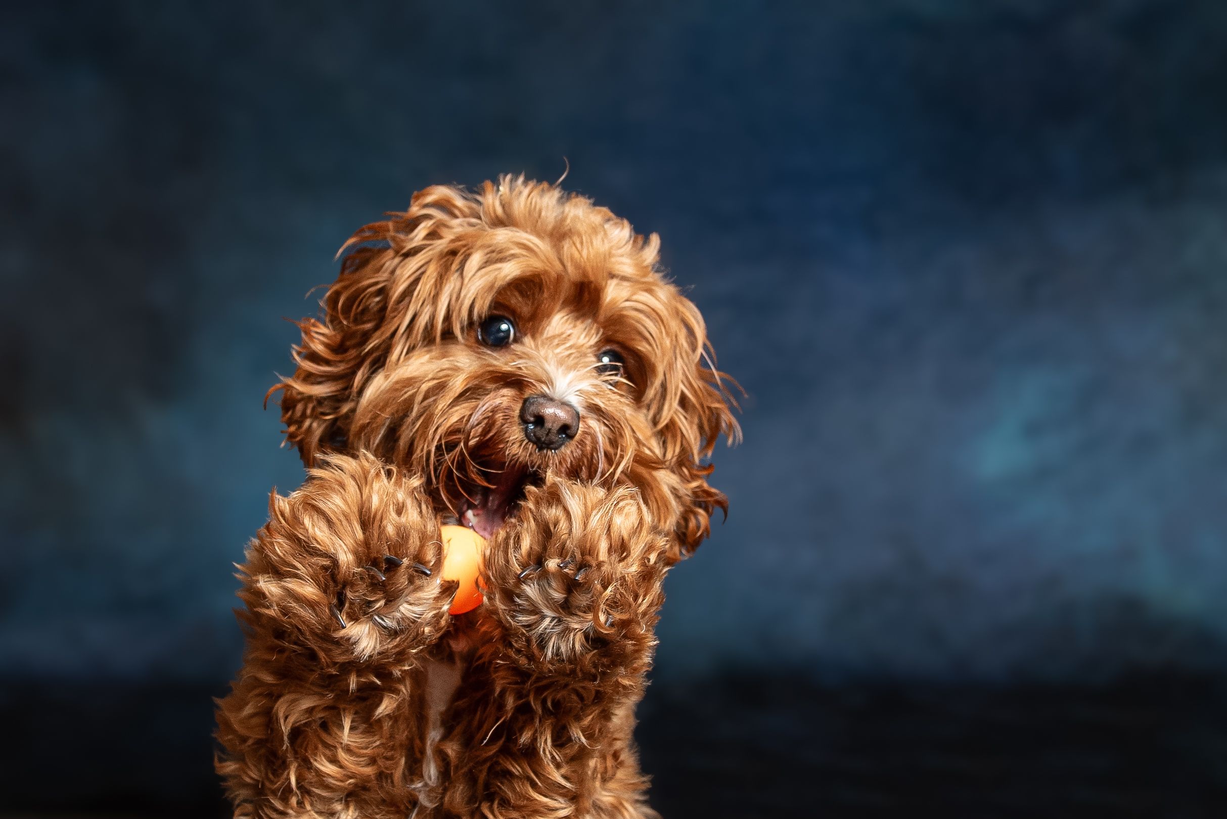 Adorable fluffy brown Cavapoo puppy with curly fur and orange collar sitting against a dark blue background.