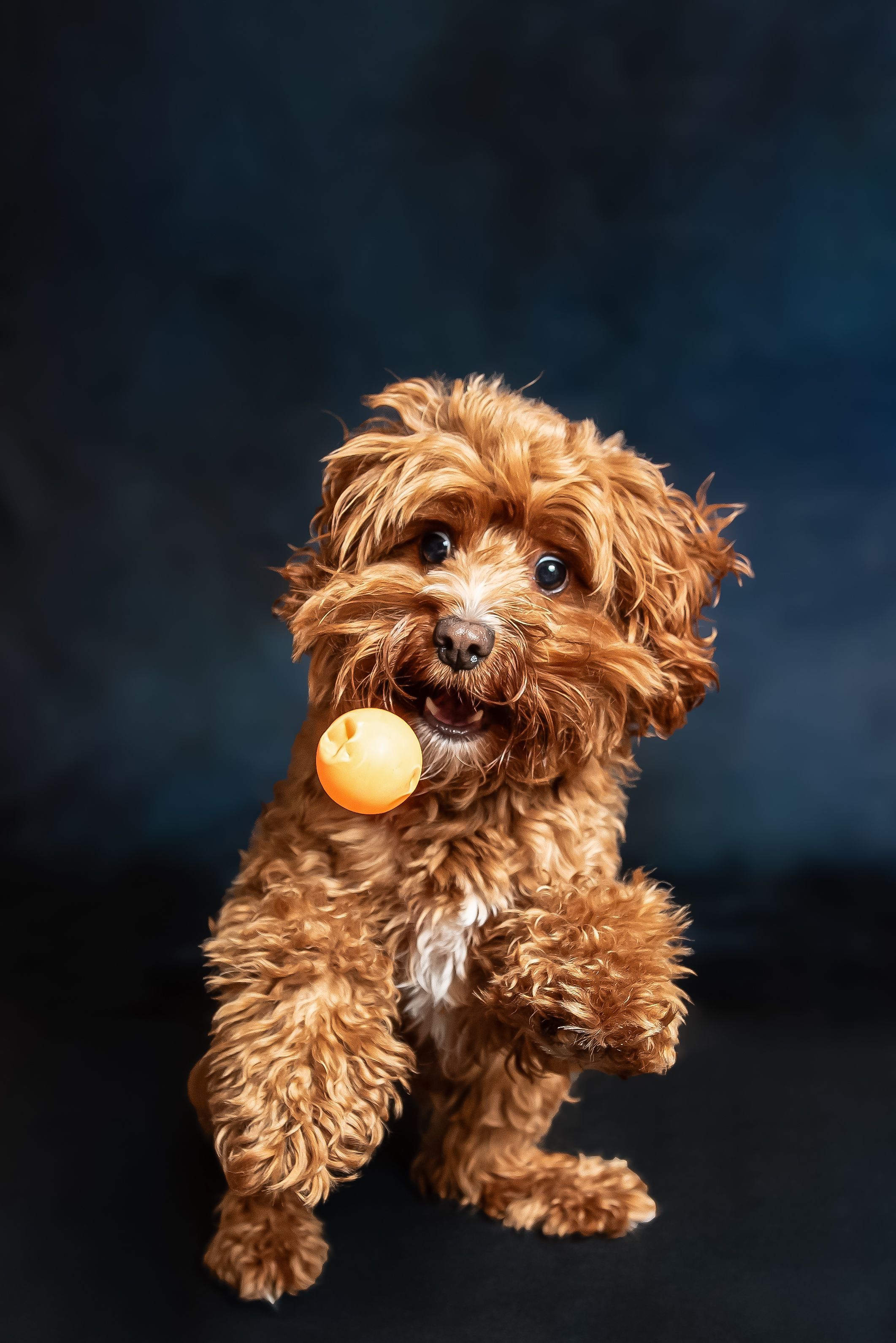 Fluffy golden Cavapoo puppy holding an orange ball in its mouth, sitting against a dark blue background.