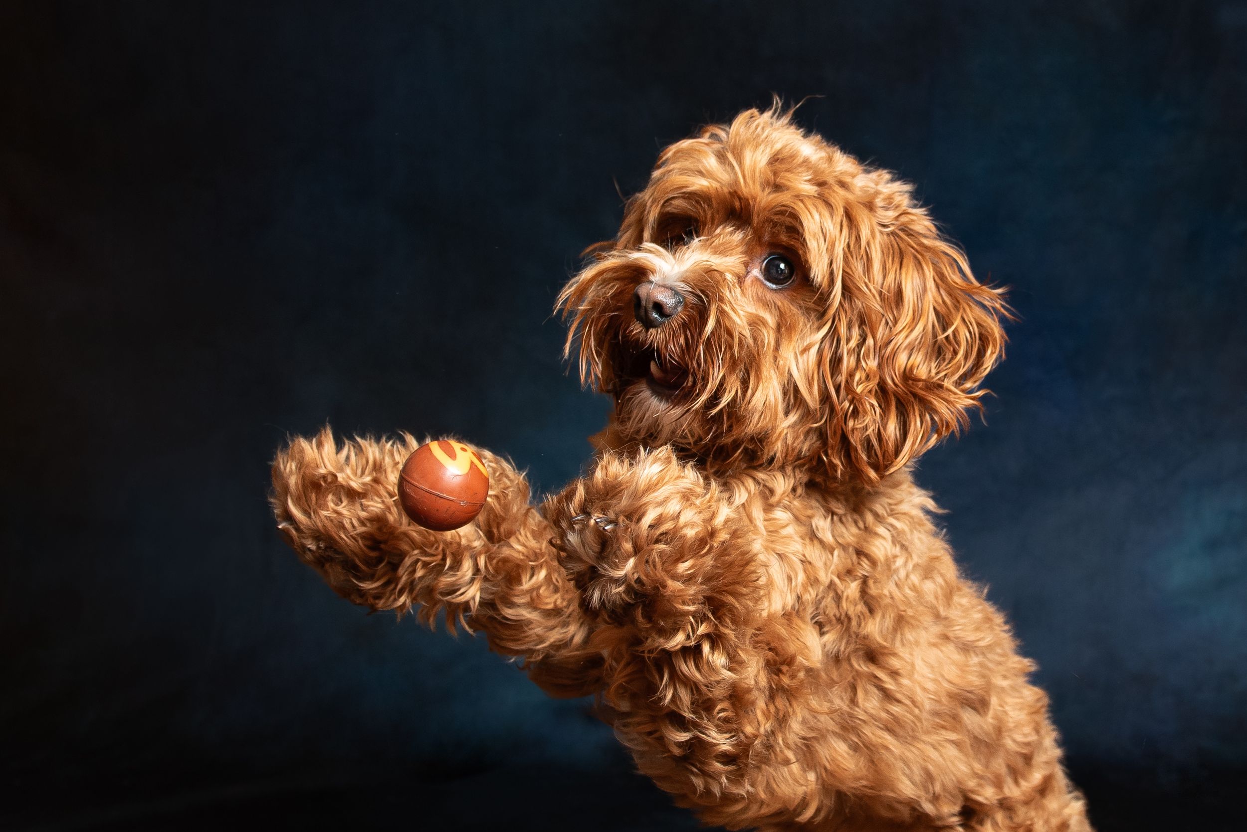 A fluffy golden Labradoodle dog raises its paw holding a small ball against a dark blue studio background.