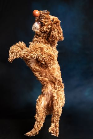 Fluffy brown poodle standing on hind legs catching an orange ball against a dark blue background.