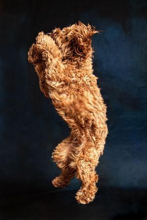 A fluffy golden Cockapoo dog leaping mid-air against a dark blue studio background.