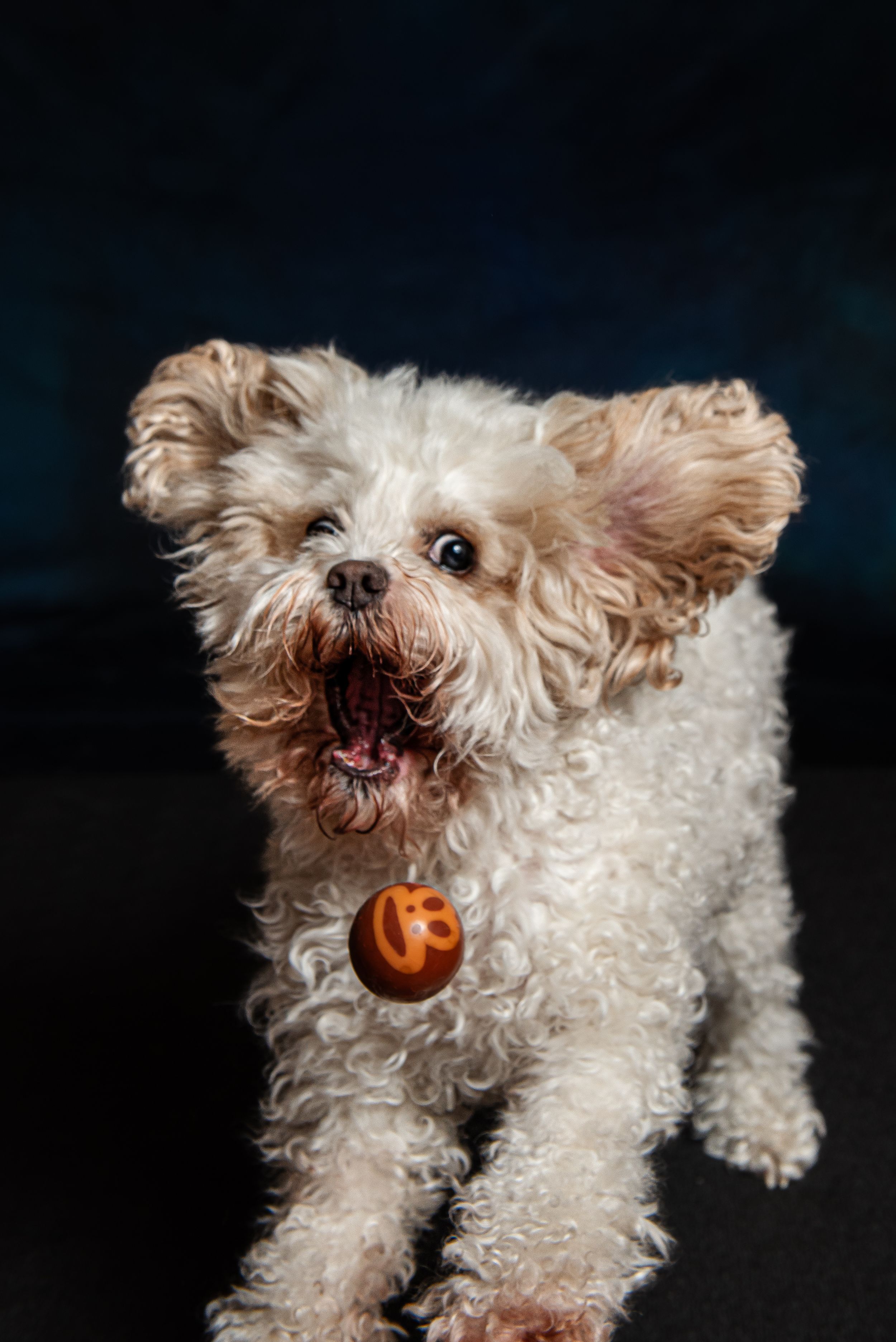 A fluffy white Maltipoo dog with curly fur and an orange tag on its collar looks up playfully against a dark background.