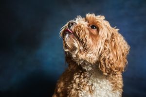 Fluffy golden Cavapoo dog looking up with tongue out against dark blue studio background.