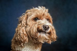 A fluffy golden Cockapoo dog poses for a studio portrait against a dark blue background.