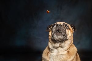A curious pug dog looks up at a falling treat against a dark blue background.