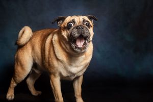 A surprised-looking pug dog with wide eyes and open mouth stands against a dark blue studio background.