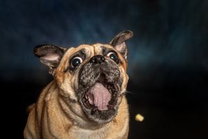 Excited pug dog with wide eyes and tongue out against a dark blue background.