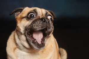 A surprised pug dog with wide bulging eyes and open mouth showing tongue against dark background.