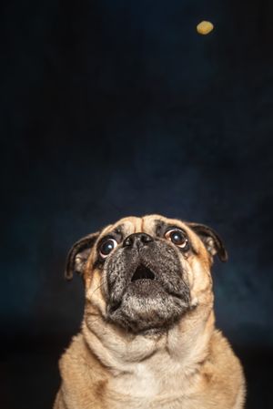 A curious Pug dog looks up with mouth open at a treat tossed in the air indoors.