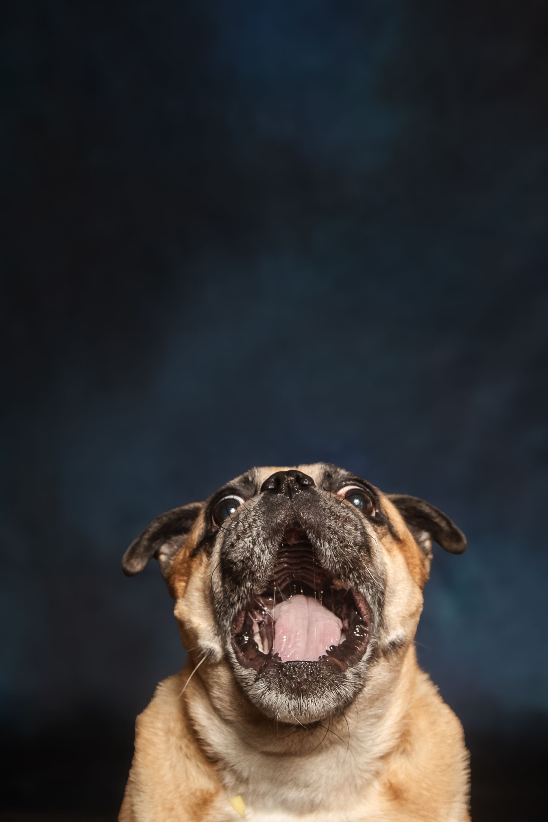 A Pug dog with mouth wide open and tongue visible looks upward against dark background.