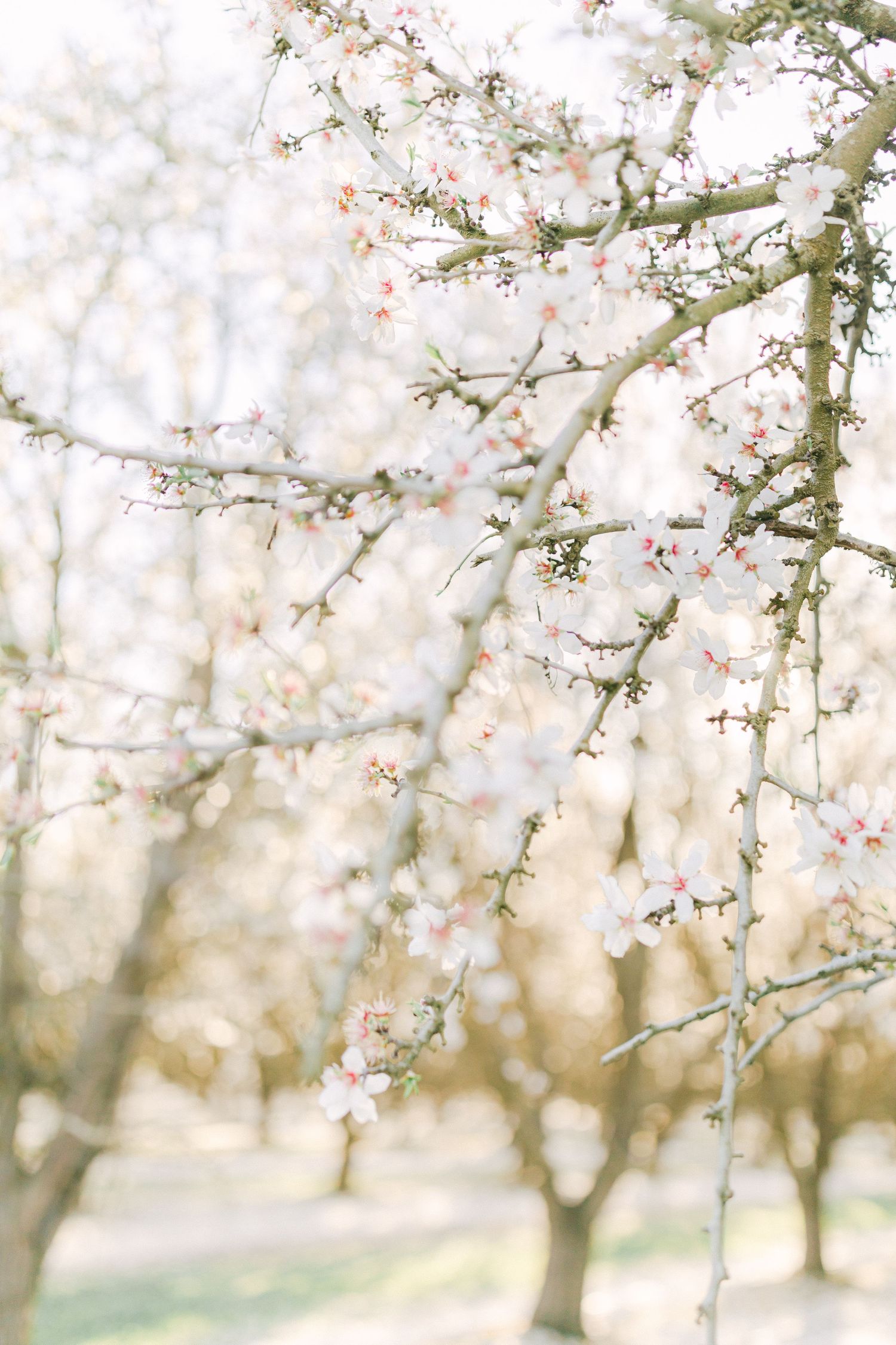Delicate white and pink blossoms bloom on bare branches in a softly lit orchard during early spring.