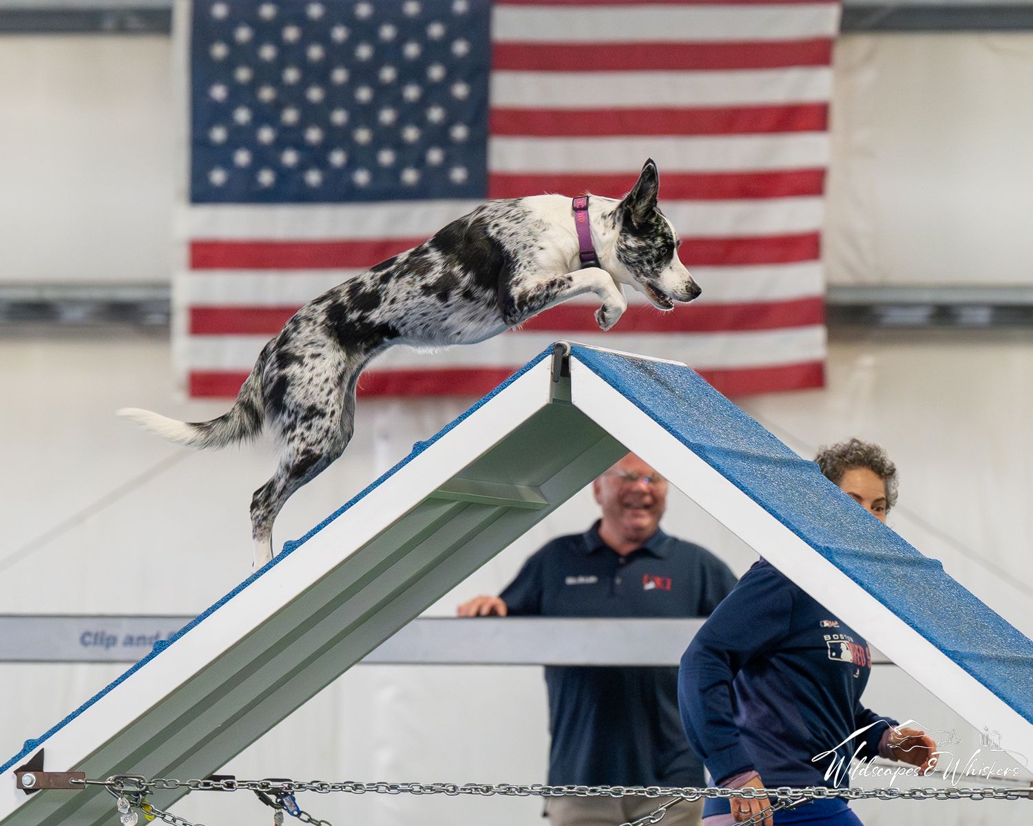 Kinetic Dog DASH UKI trial January 2026