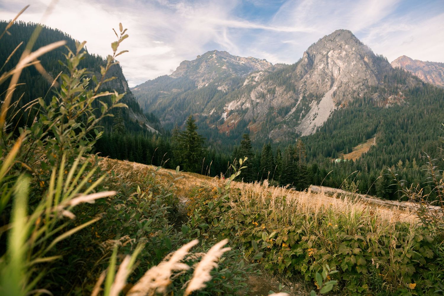 Alpine meadow with golden grasses and evergreen trees framing dramatic rocky mountain peaks under a partly cloudy sky.