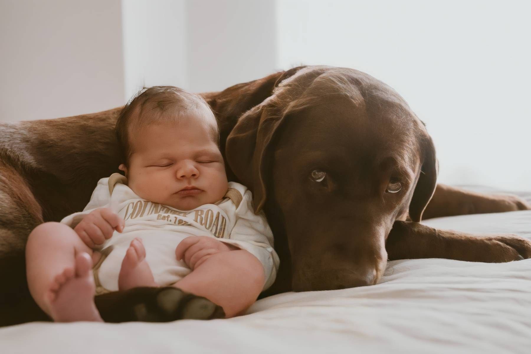 A sleeping newborn baby rests against a gentle chocolate Labrador dog on a white bed.