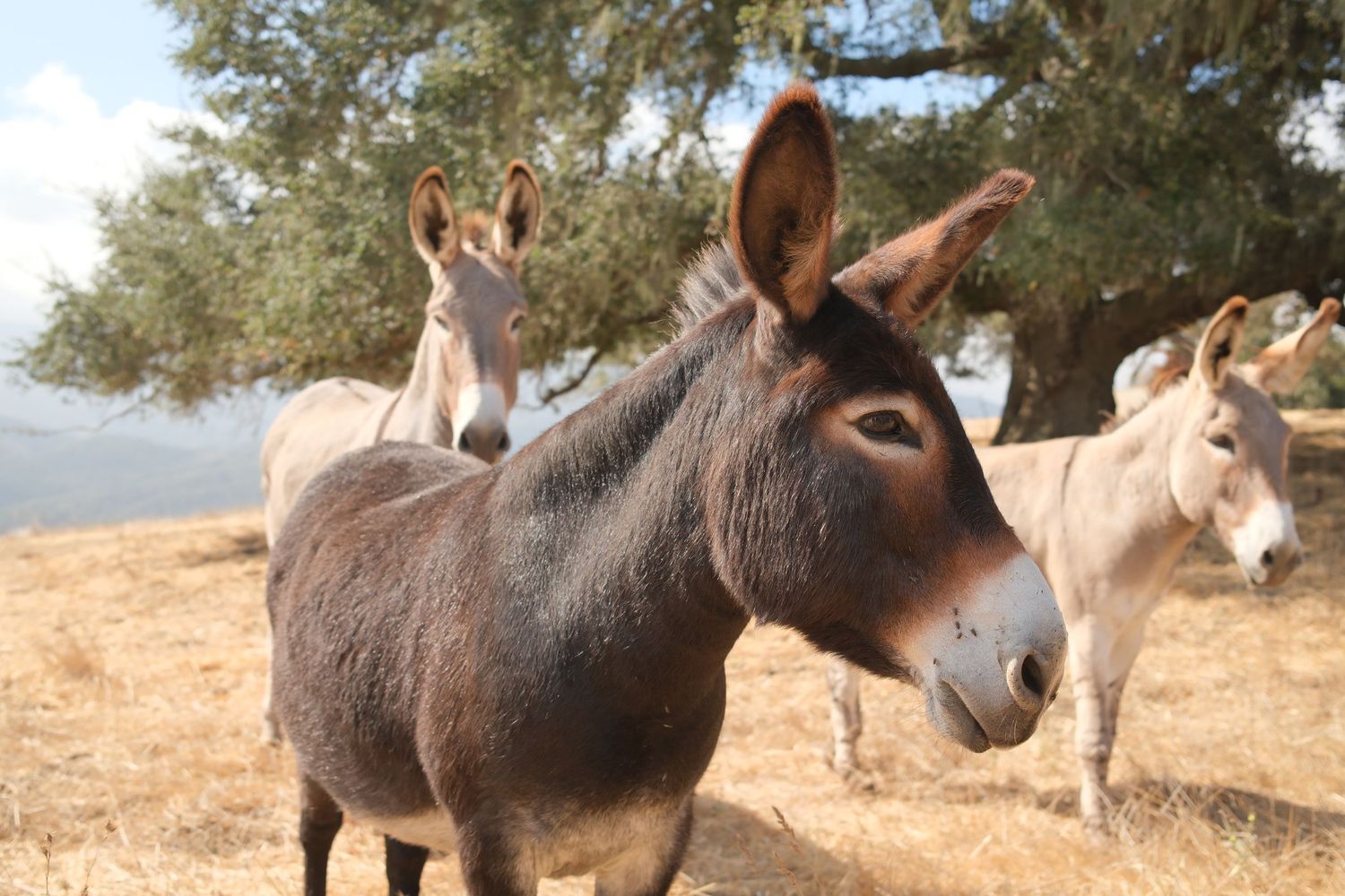 Three gray donkeys standing on dry grassland with olive trees in the background on a sunny day.