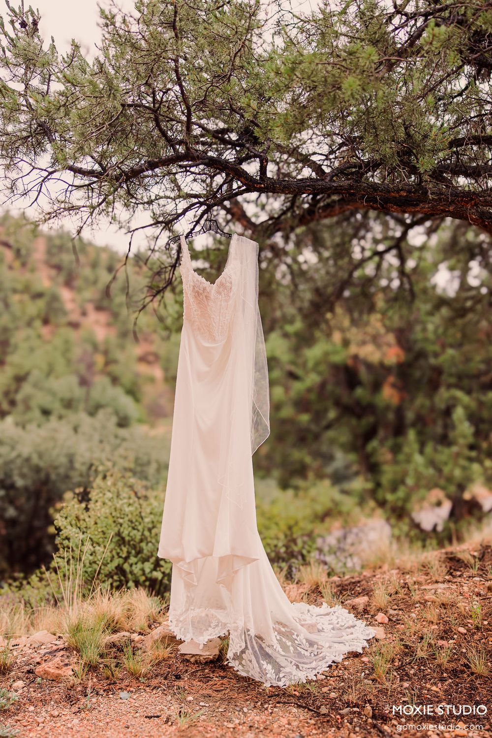 A elegant lace wedding dress hanging from a pine tree branch in a rustic desert landscape.