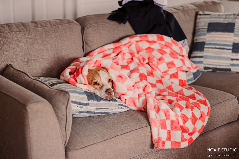 A small dog snuggled under a pink checkered blanket on a cozy gray sofa.