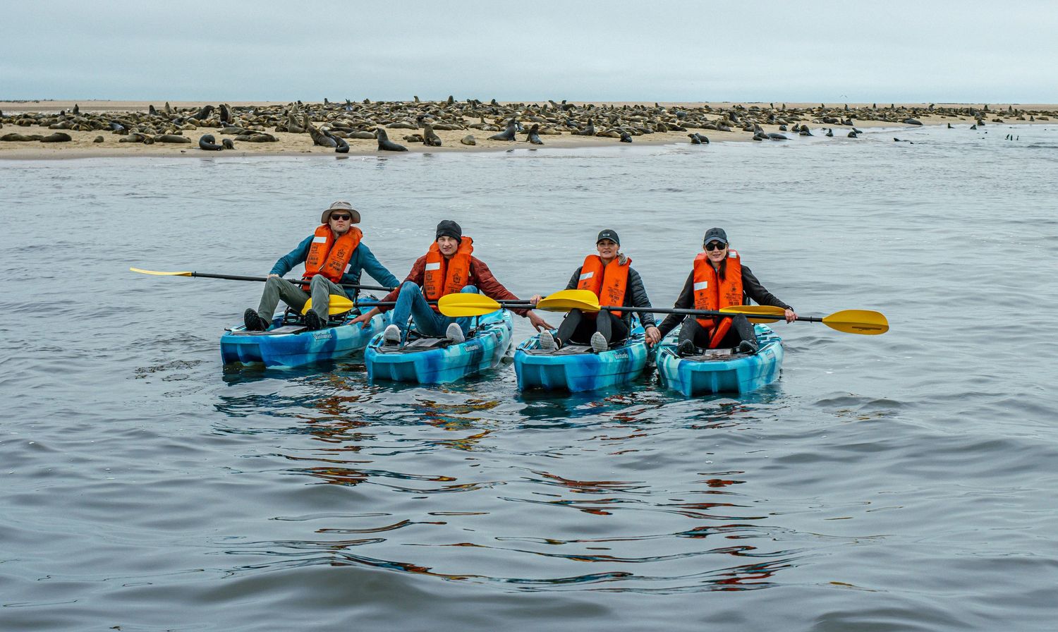 Kayakers paddling alongside Cape fur seals at Pelican Point near Walvis Bay
