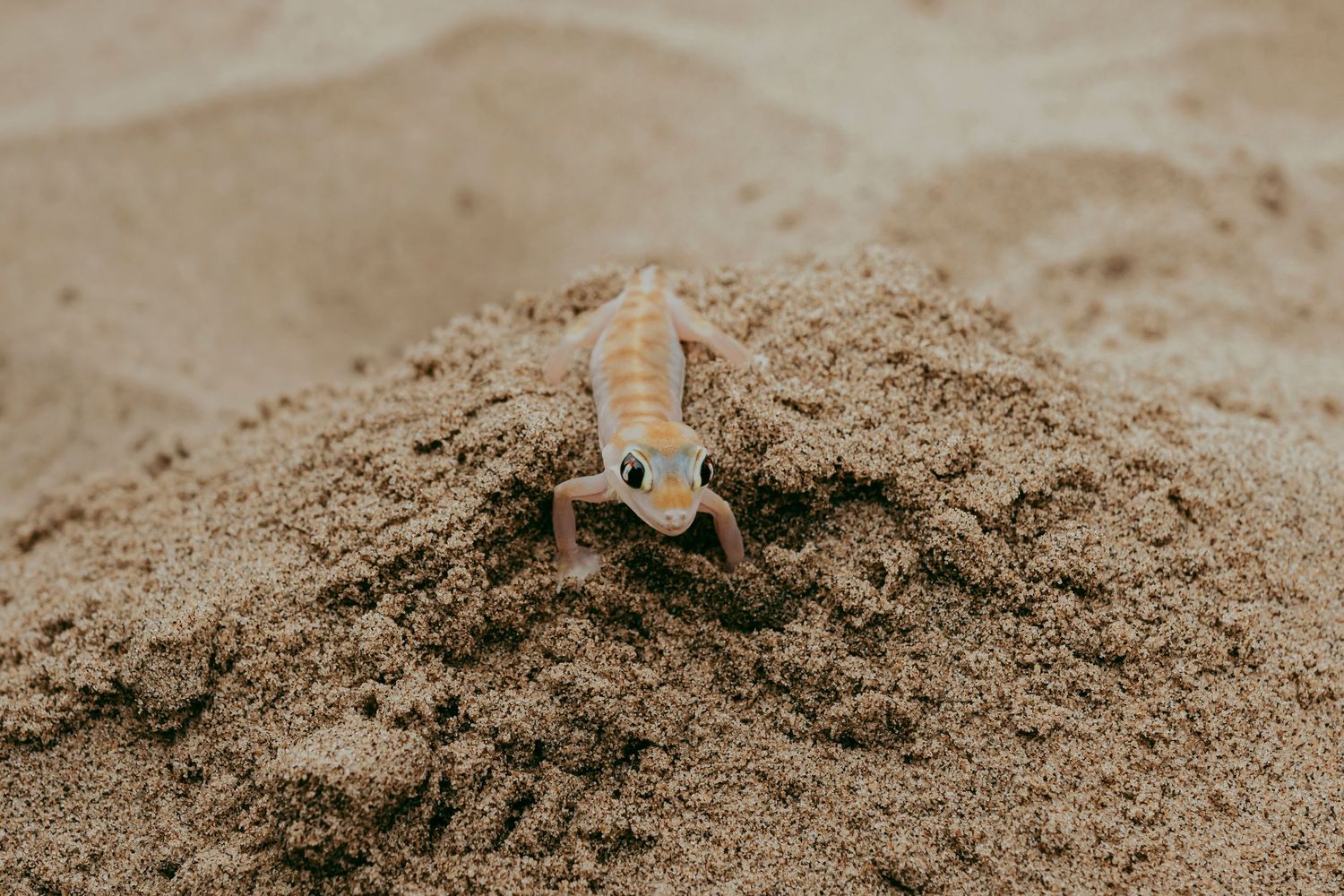 Palmato gecko in the coastal dunes near Swakopmund, Namibia