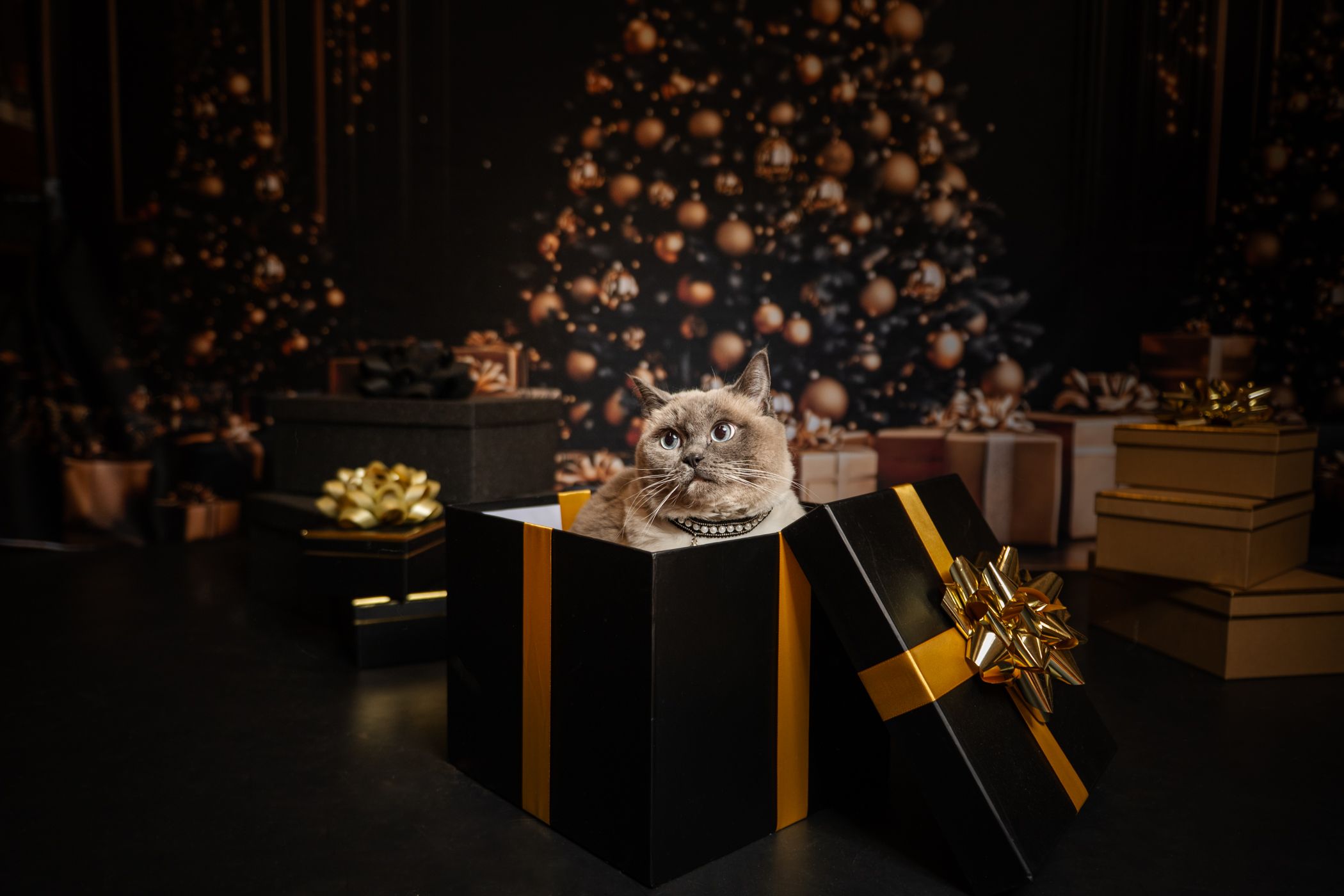Fluffy kitten sitting inside a black and gold gift box near a decorated Christmas tree with golden ornaments.