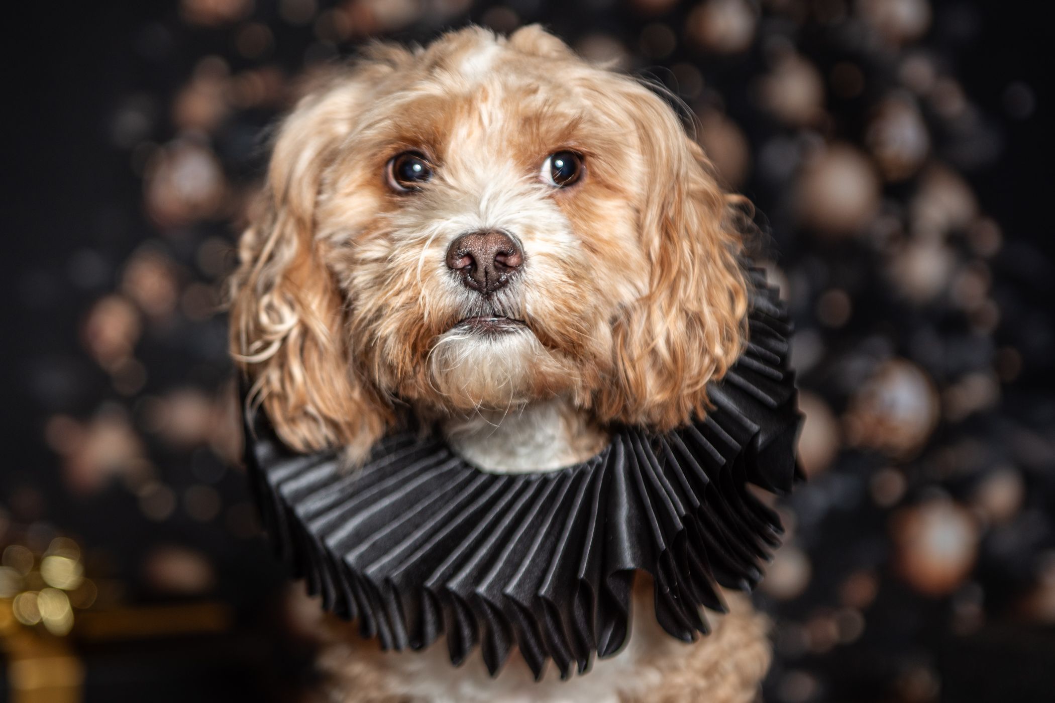 Fluffy golden Cavapoo dog wearing a black pleated Elizabethan ruff collar, posed against a dark bokeh background.