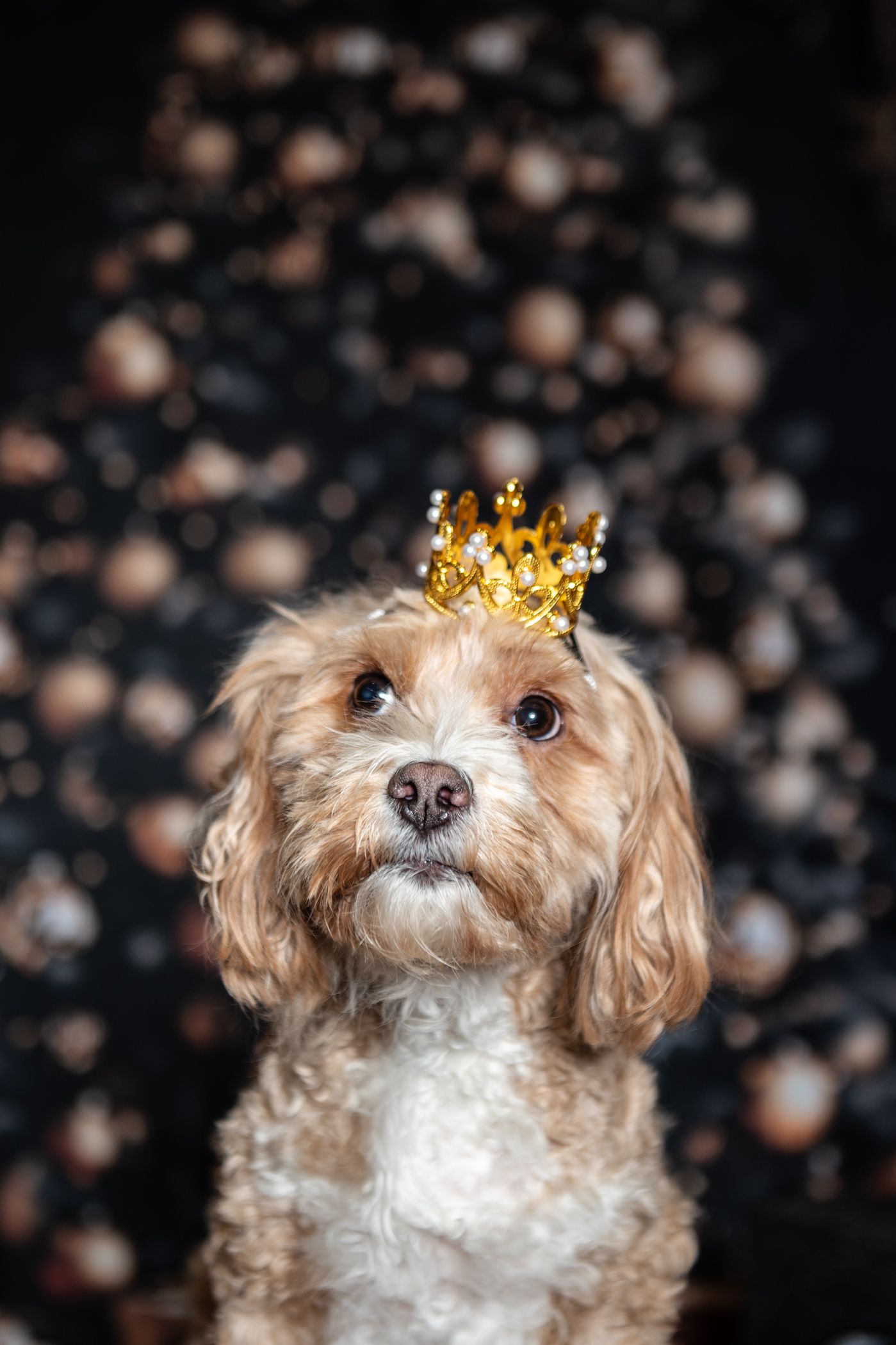 Adorable fluffy Cavapoo dog wearing a gold crown on a dark bokeh background, looking regal and cute.